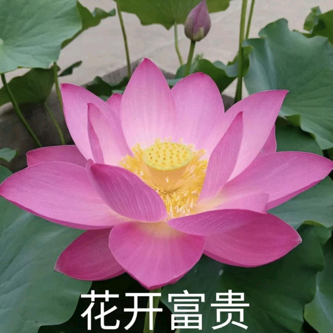 平安喜乐
