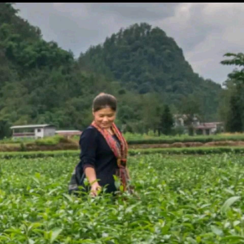 来凤映山红老王