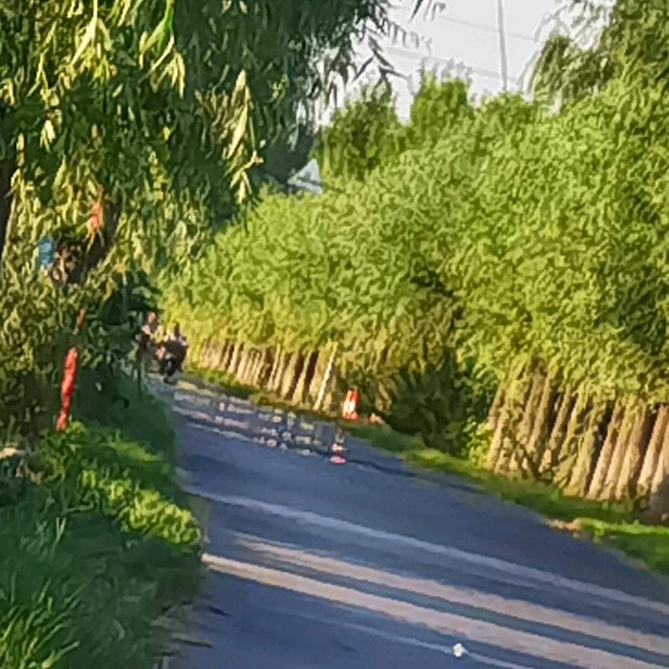 软糯的团子