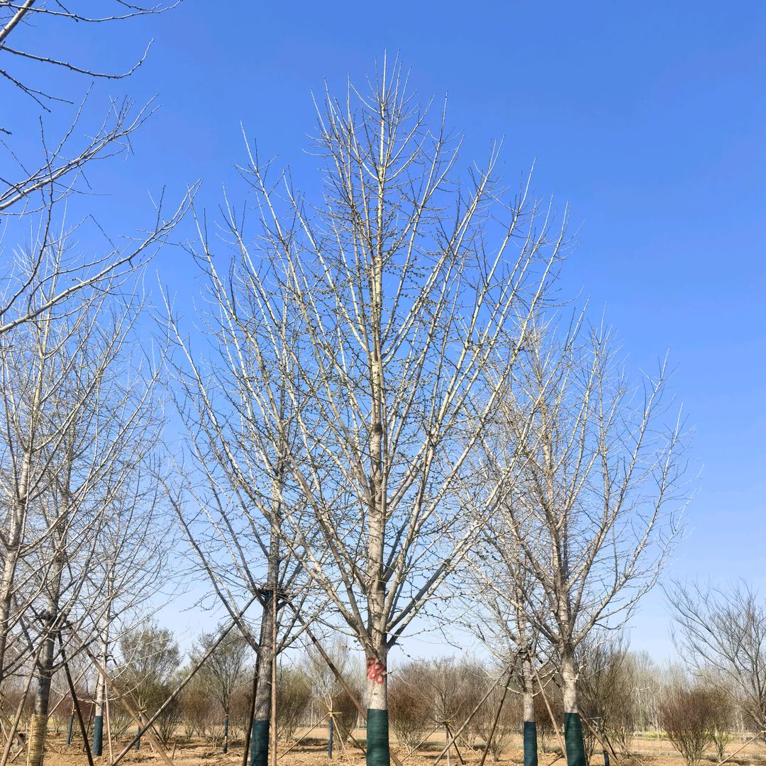 山东昊欣园林专业假植银杏