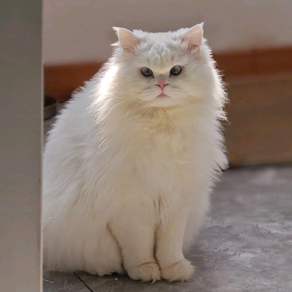 狗蛋儿是只小猫咪（卖大饼版）