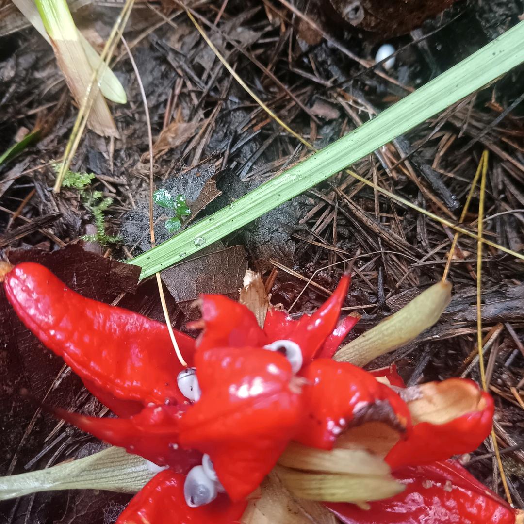 福