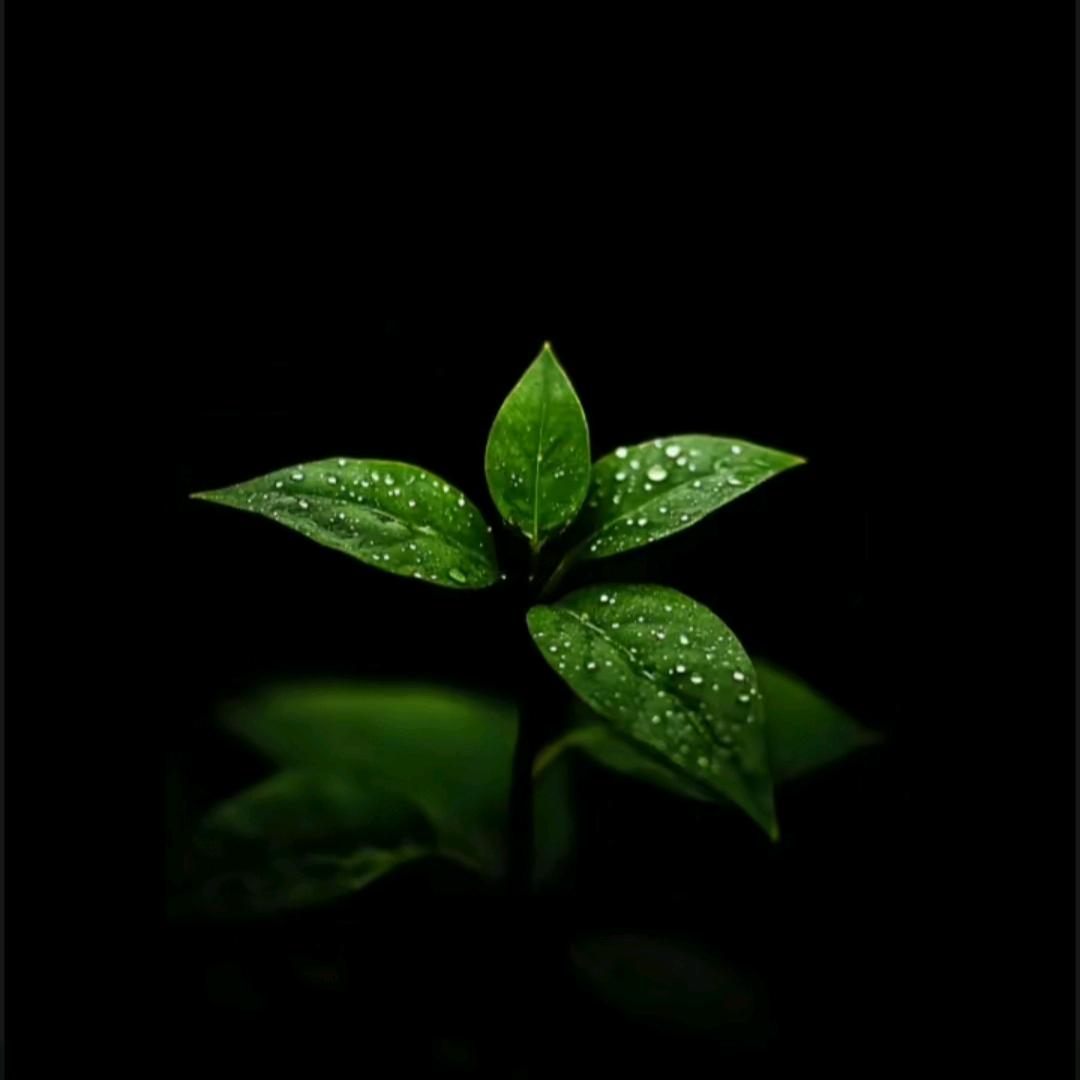 麦积区|萬道香茗茶|叶子