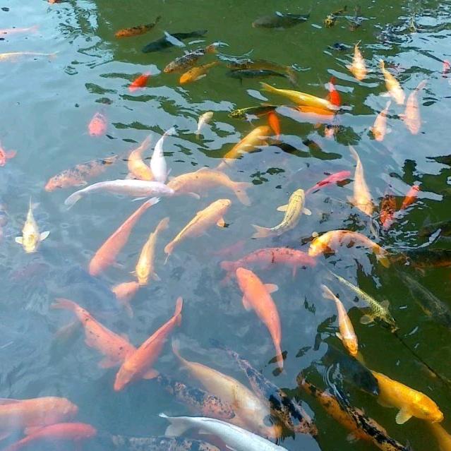唐糖唐