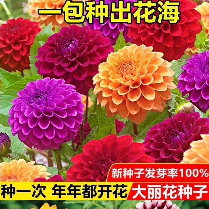 萍萍