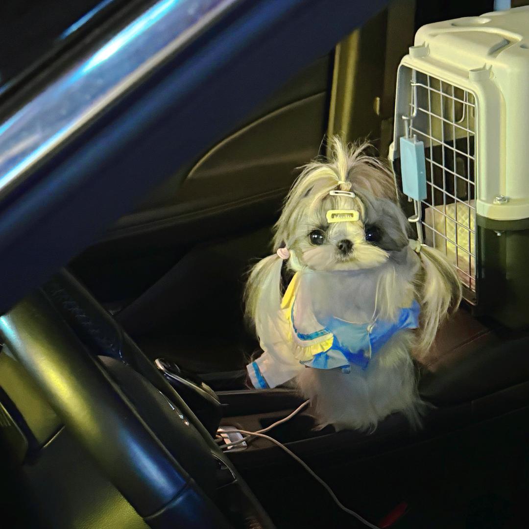 周财神萌宠甄选