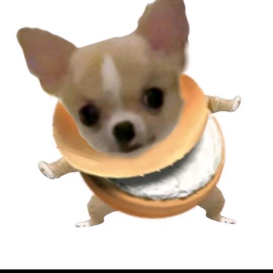 炸街小狗