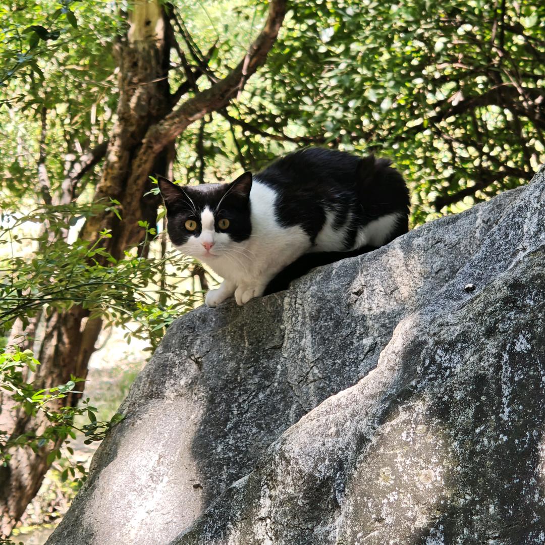 🐱娟