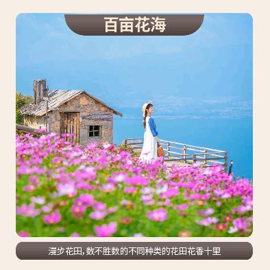 雪旅陶菊