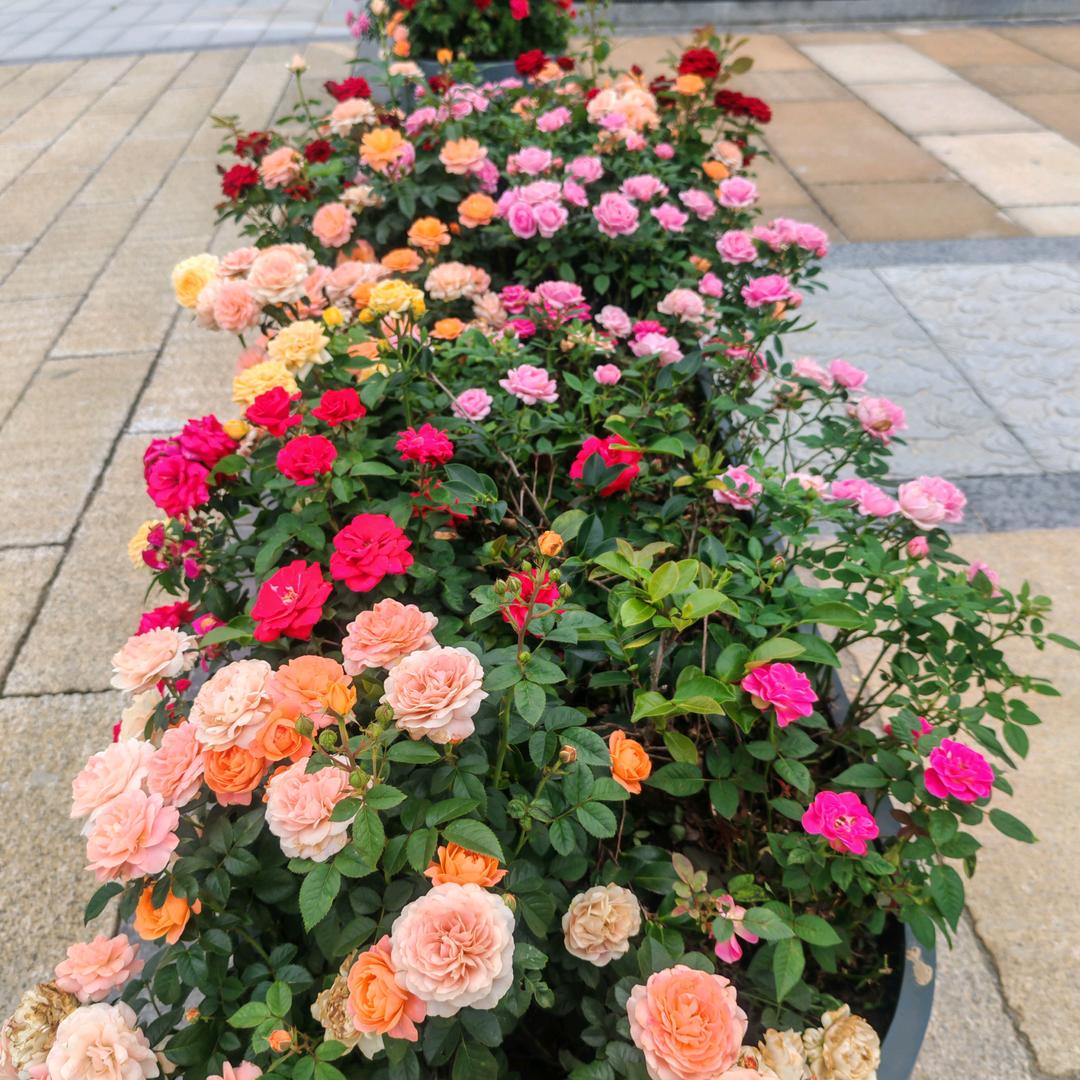 🌹淡雅清风🌹