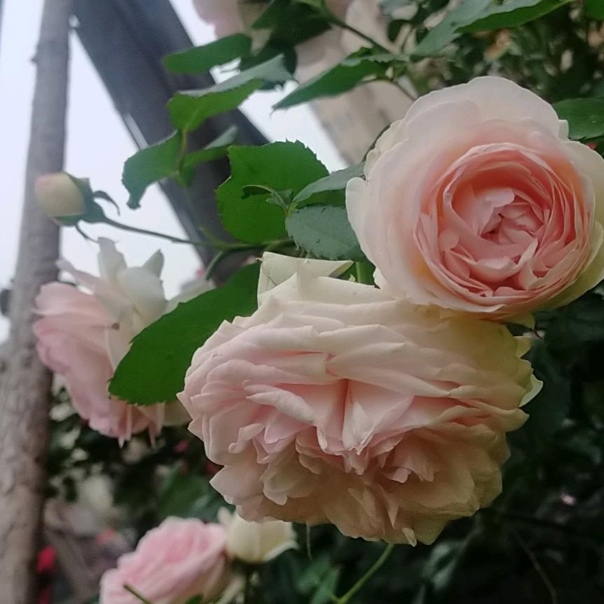 静默如初