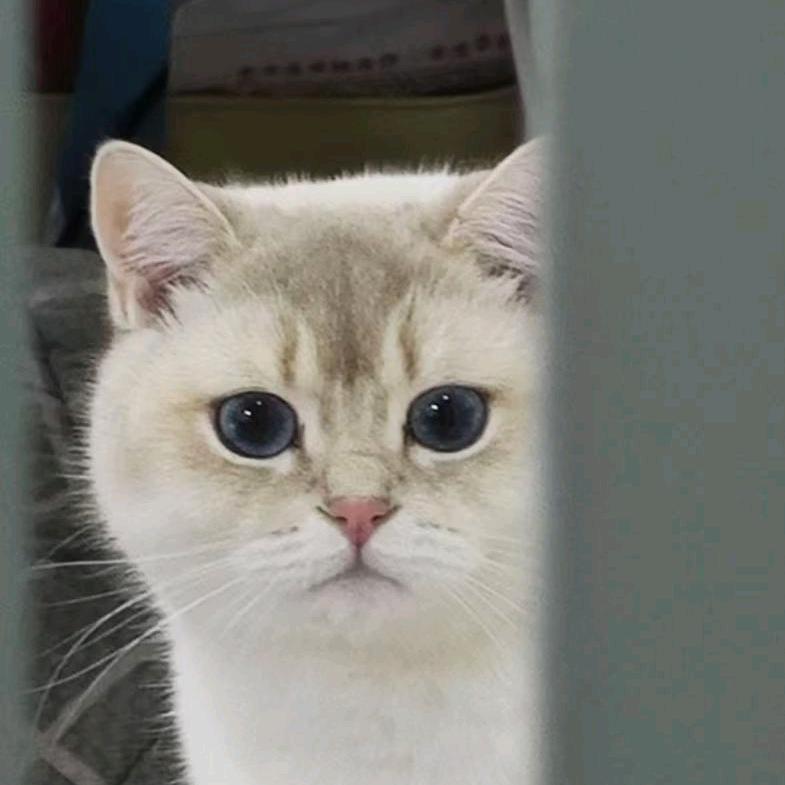 朵朵大王🐯