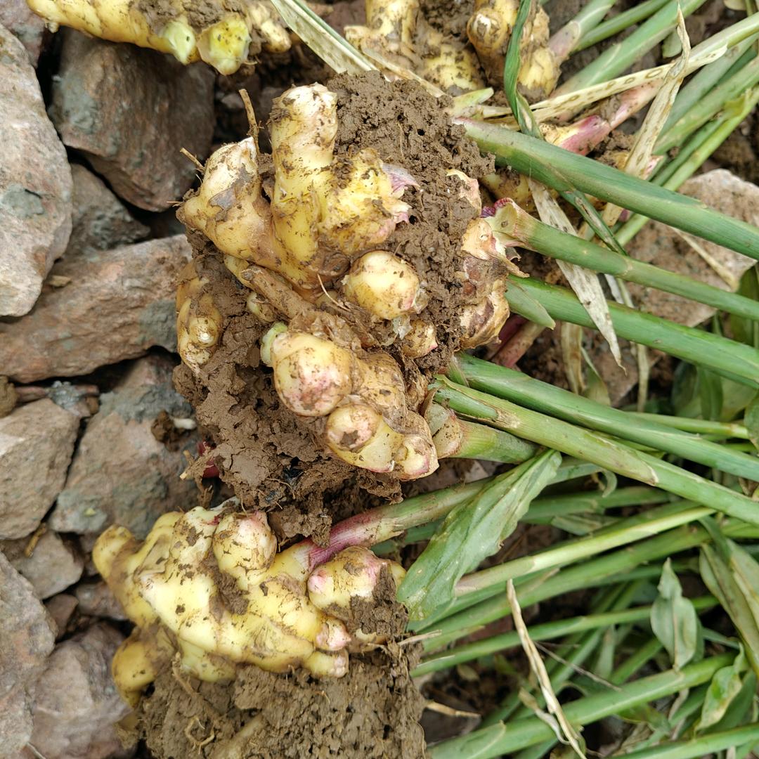 农产品源头产地