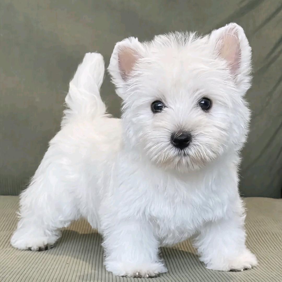 蒽