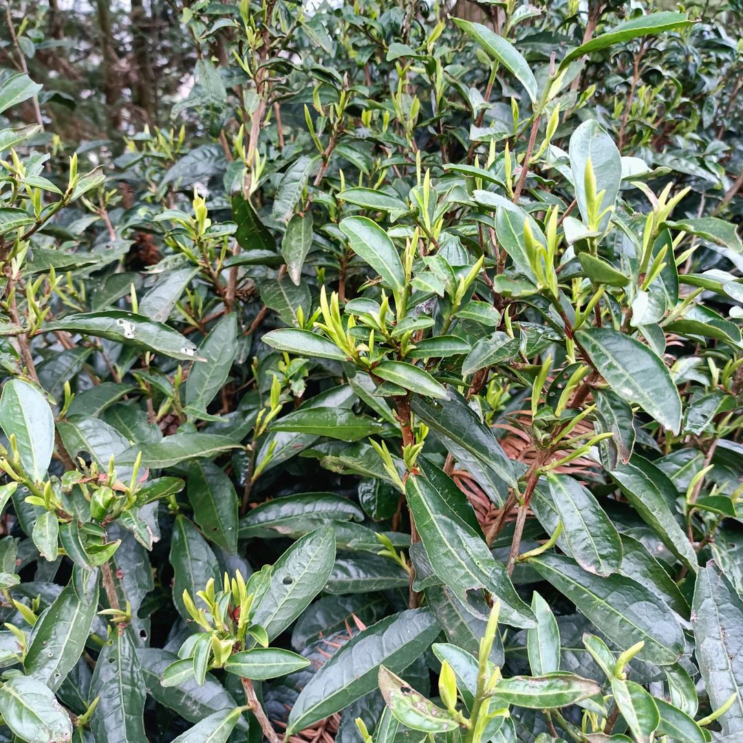 以茶相伴外做光伏安装