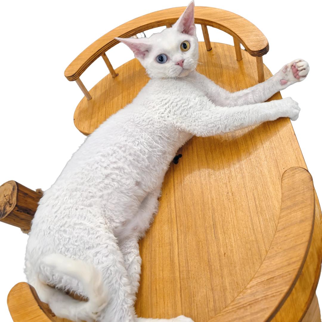 C.H德文卷毛猫