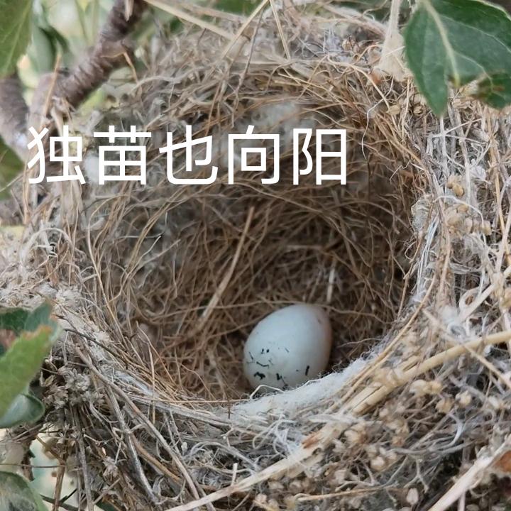 村头人家（小王）