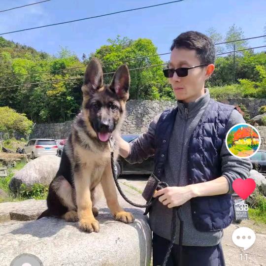 喜欢画画做设计养狗的大田