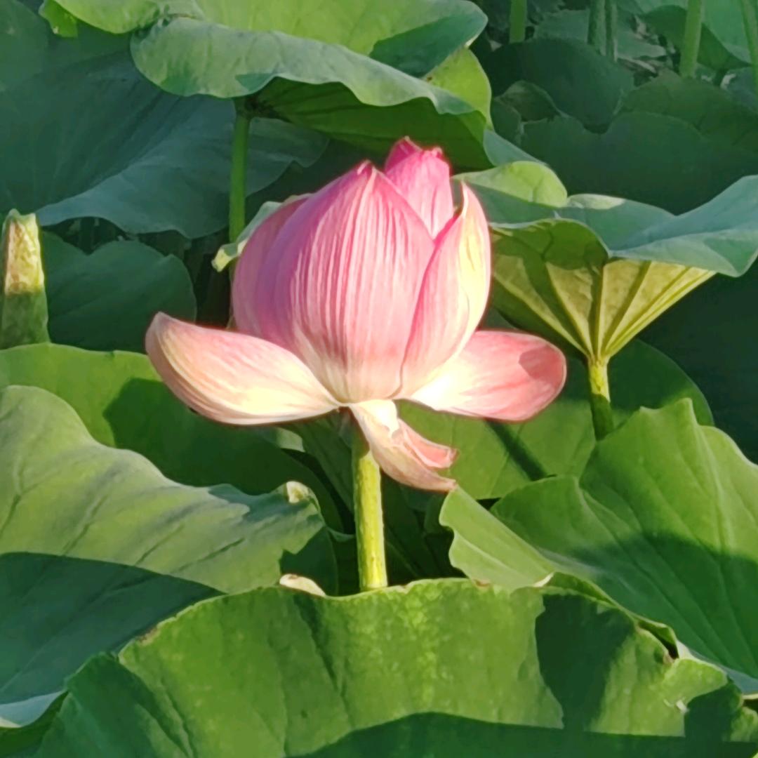 梦里有你👫爱唱歌🎤🎤