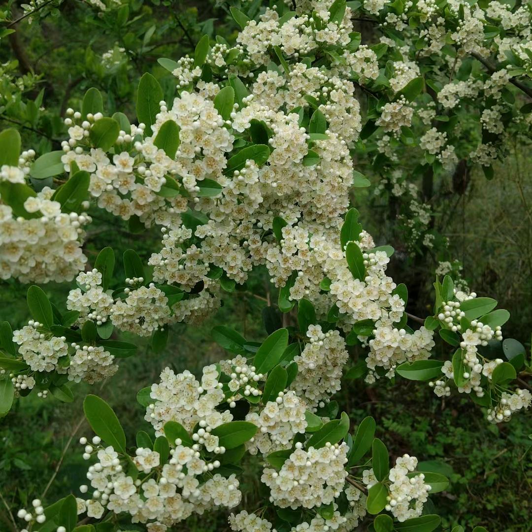 蕊蕊