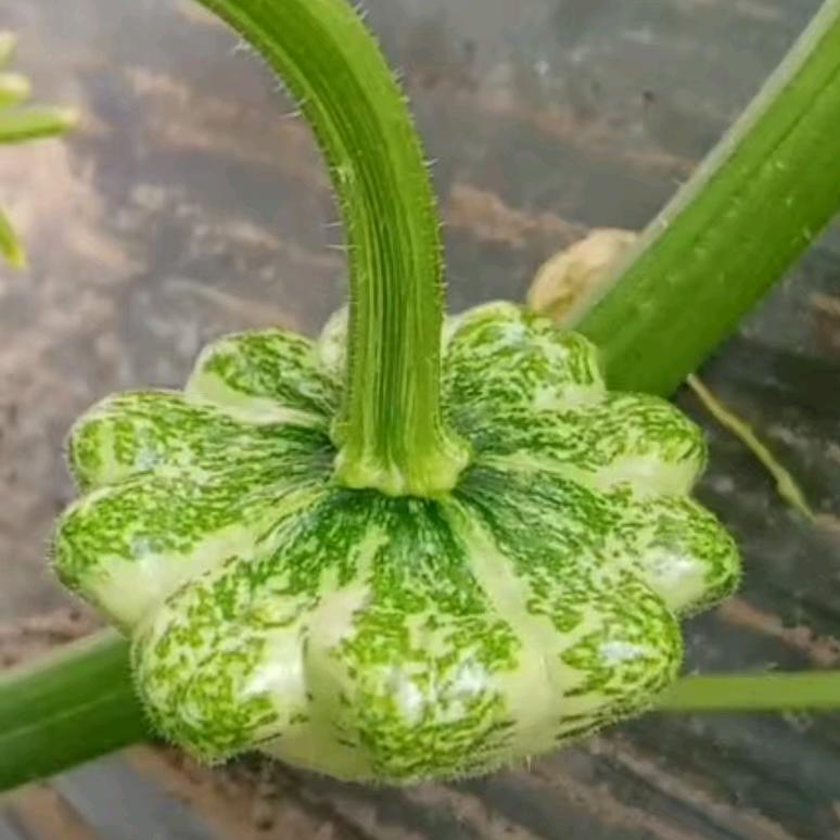 马姐葫芦种植园
