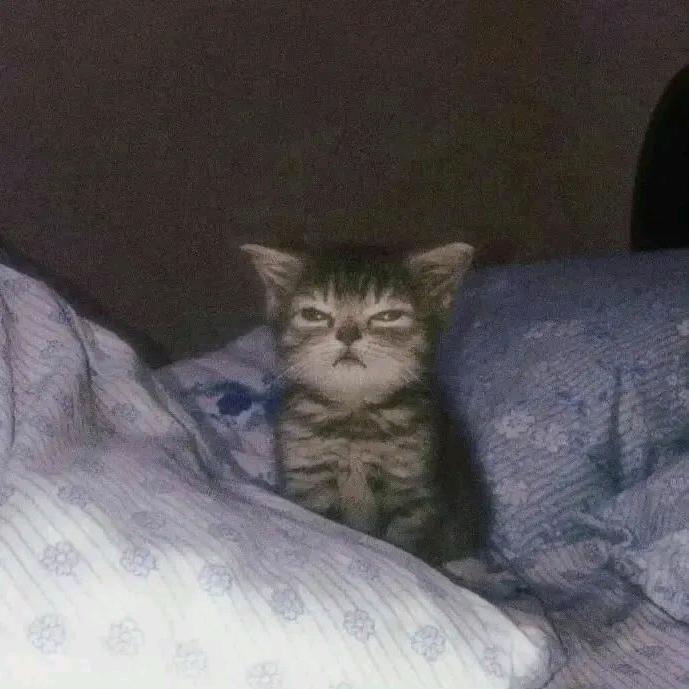 让北极熊卖冰棍