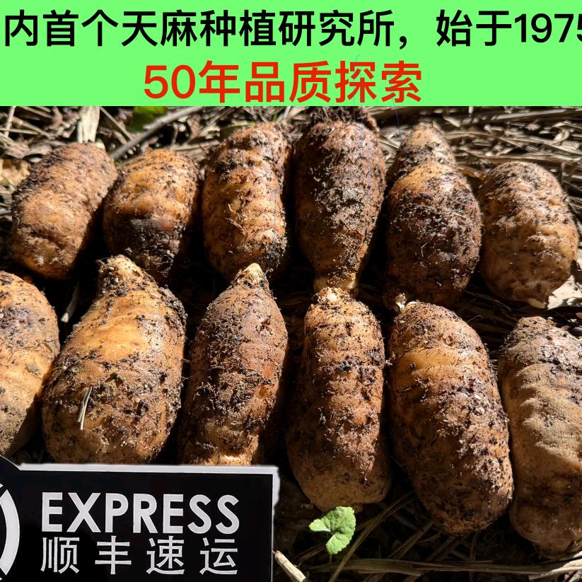 秦岭老山天麻滋补