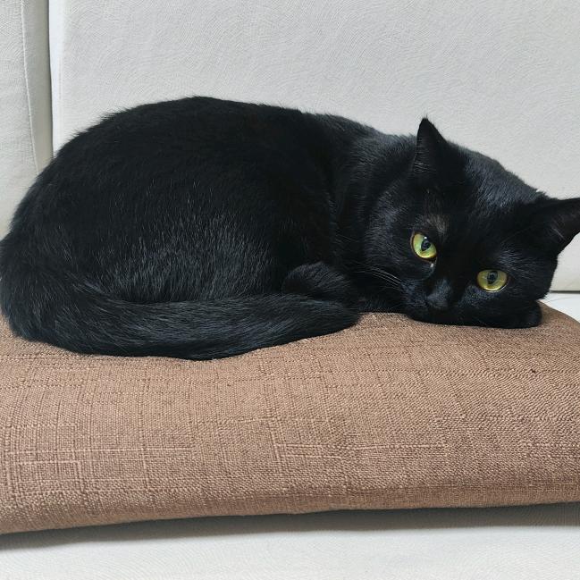 品牌插画师—火山