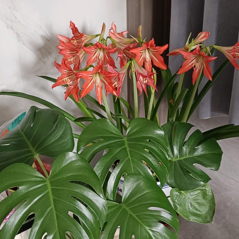 梅