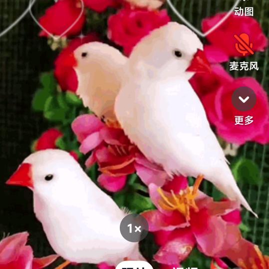 哈密瓜