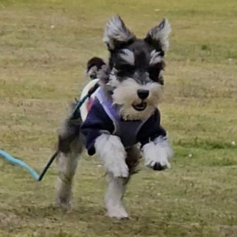 知欢小狗快长大