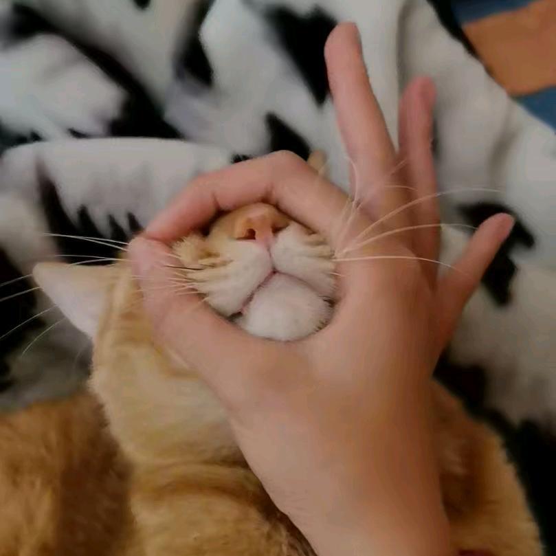 咪