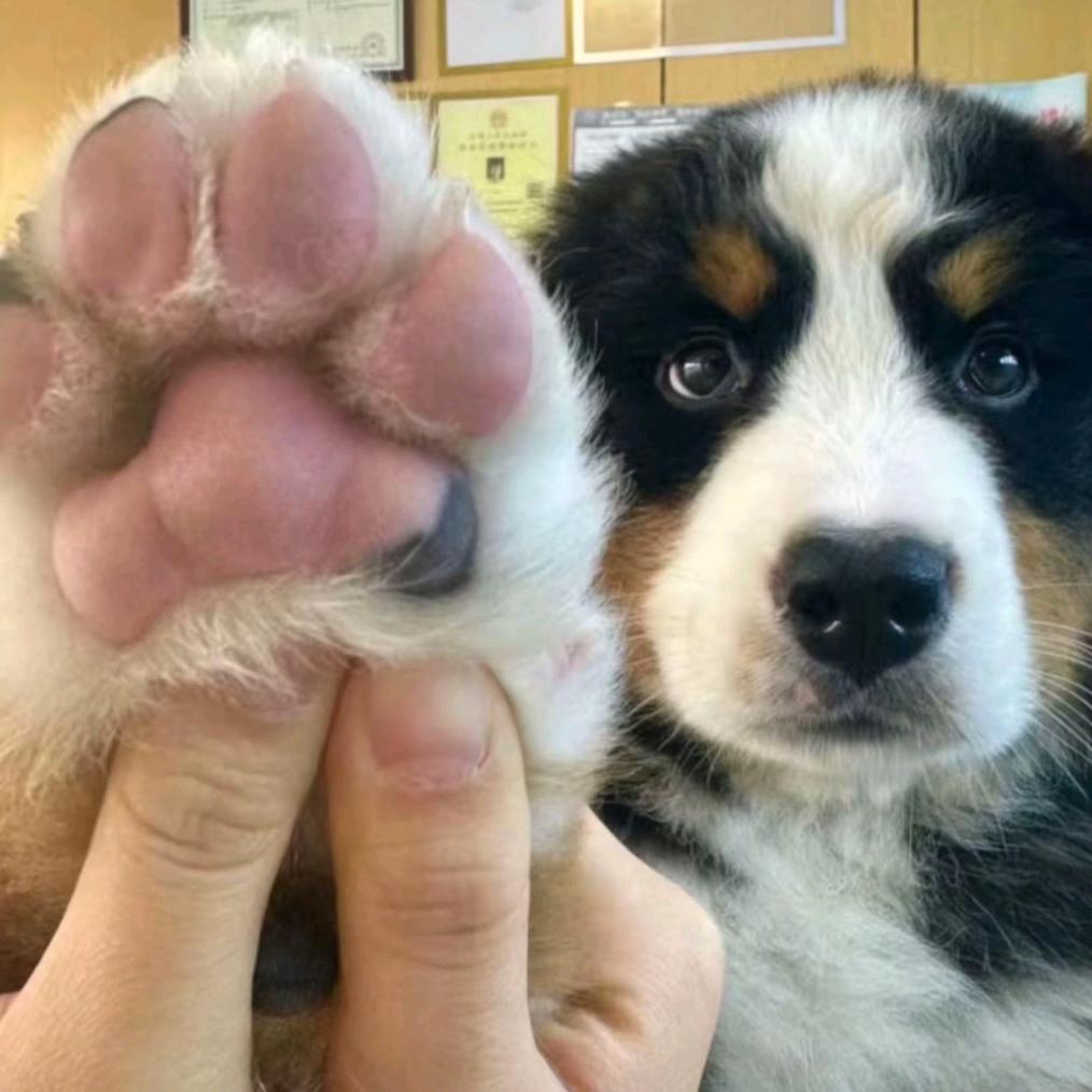 狗。