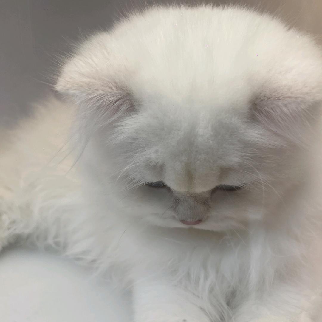 小茂密