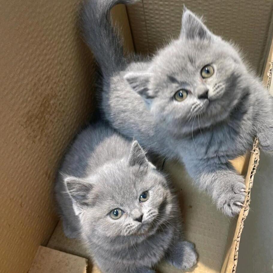 玉林地区收宠物猫/狗/