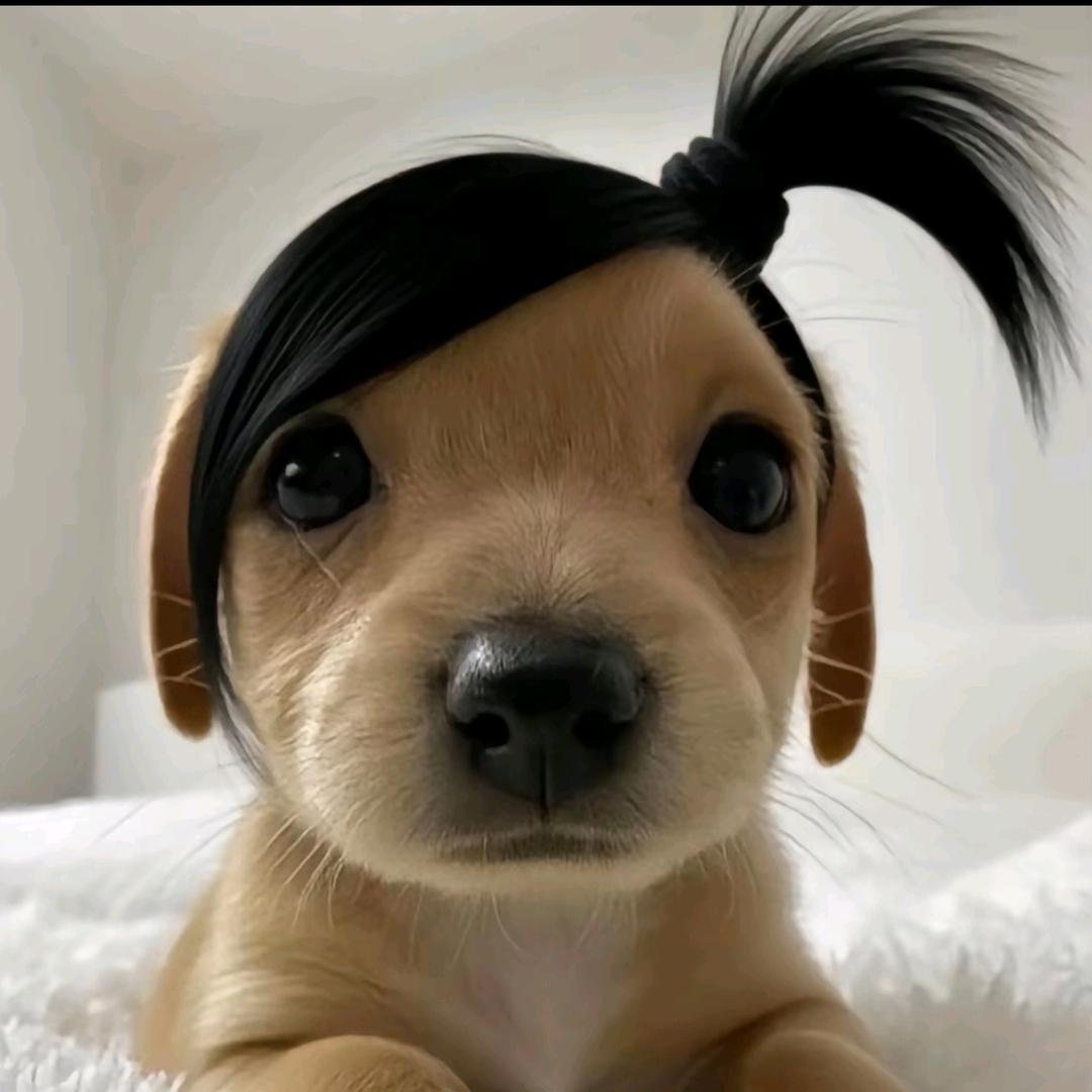小咪