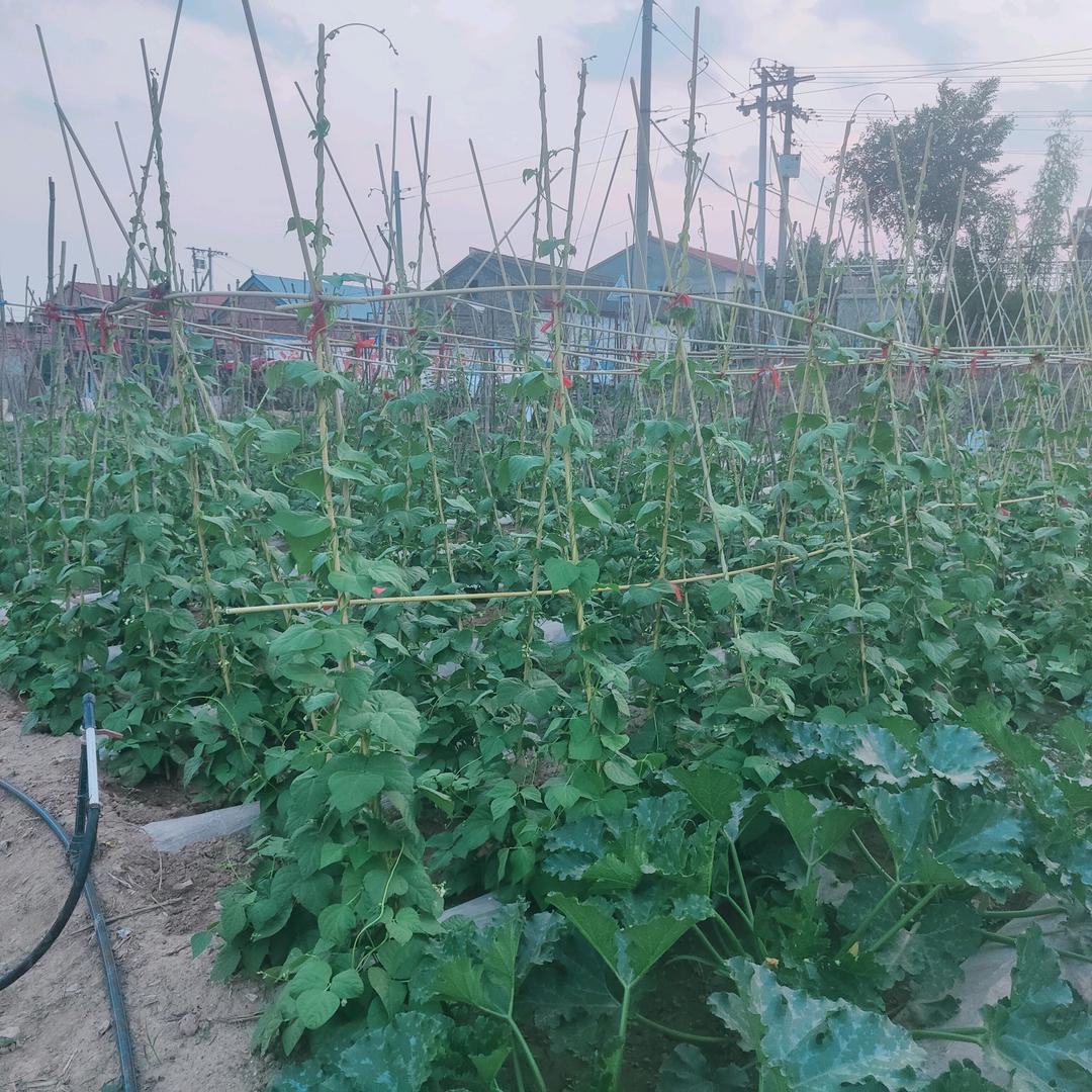 东沟村绿色蔬菜采摘园