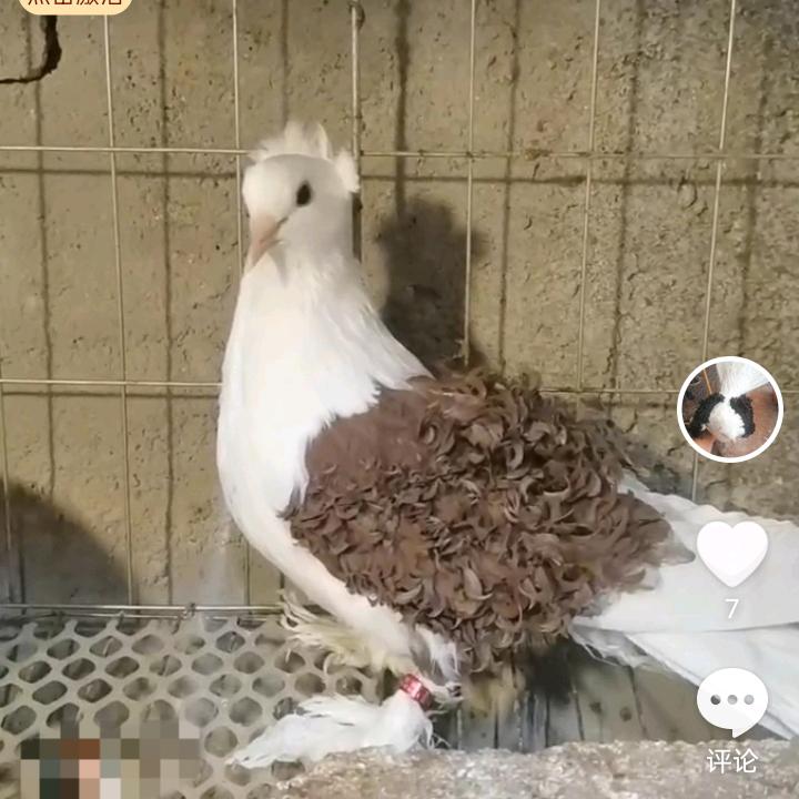 : 梦孟🕊观赏鸽