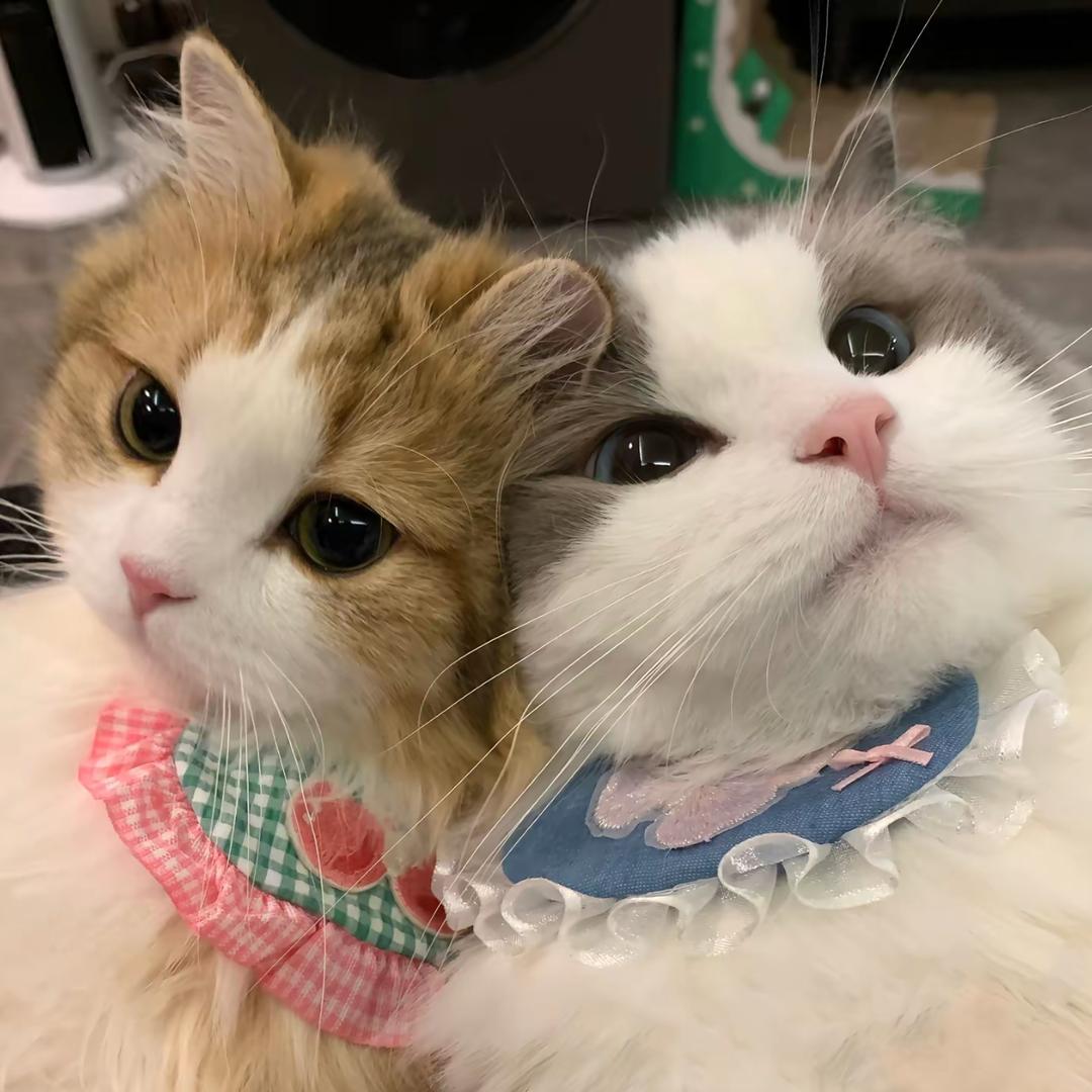 悲伤小猫