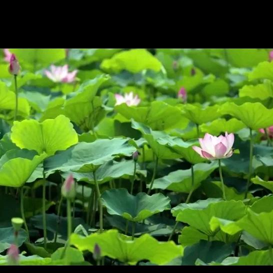 @秋天第一杯奶茶