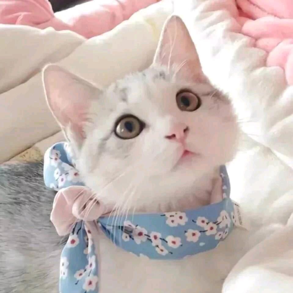 小毛🐱