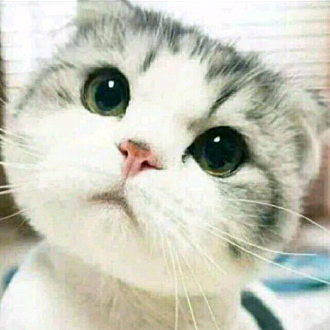 冬二（三角洲行动）