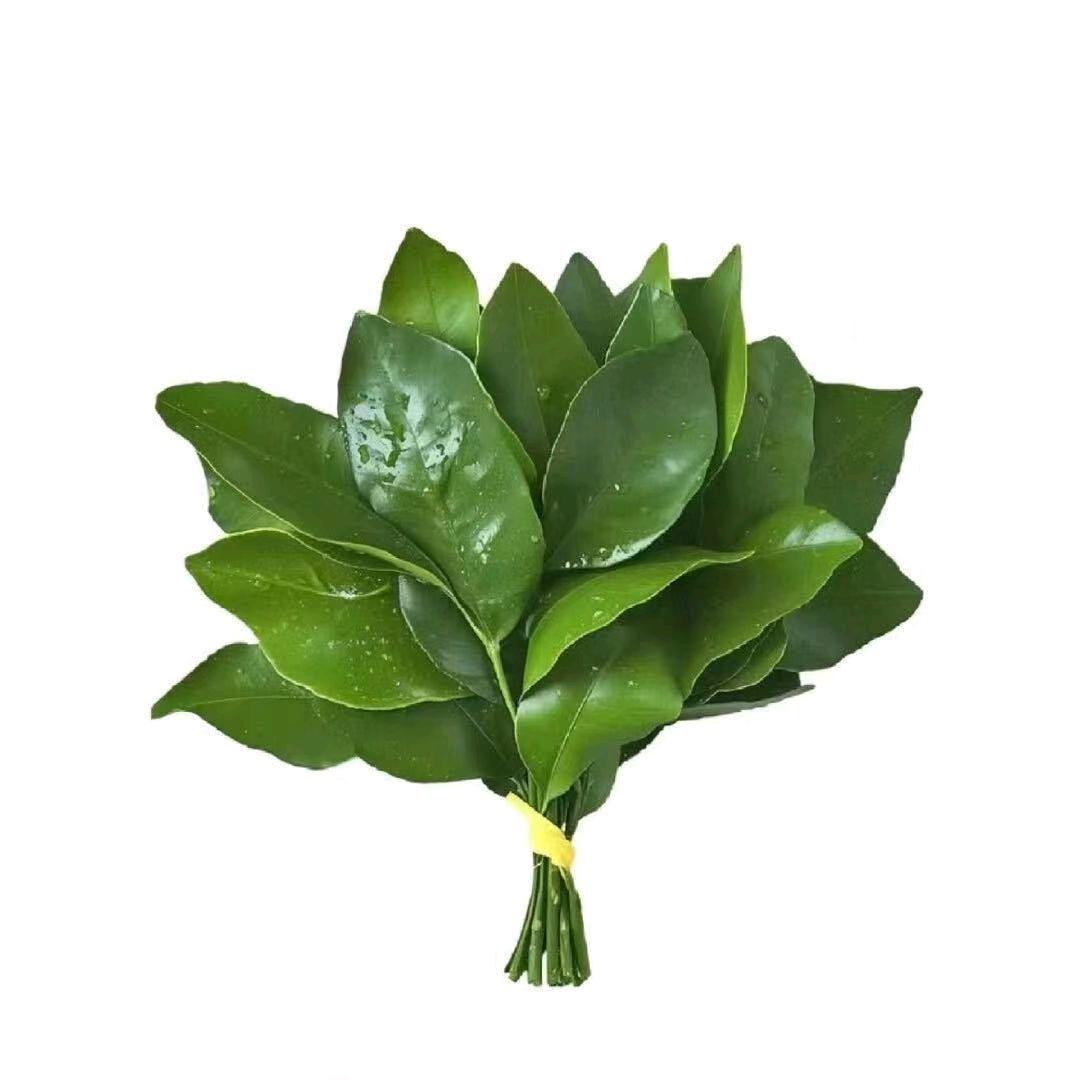 谷将的歌单