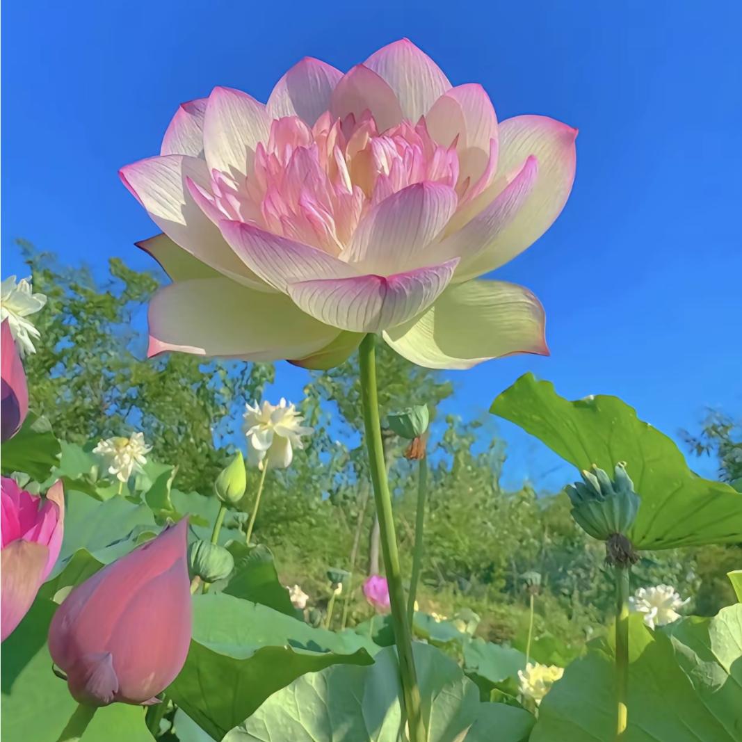 静子观