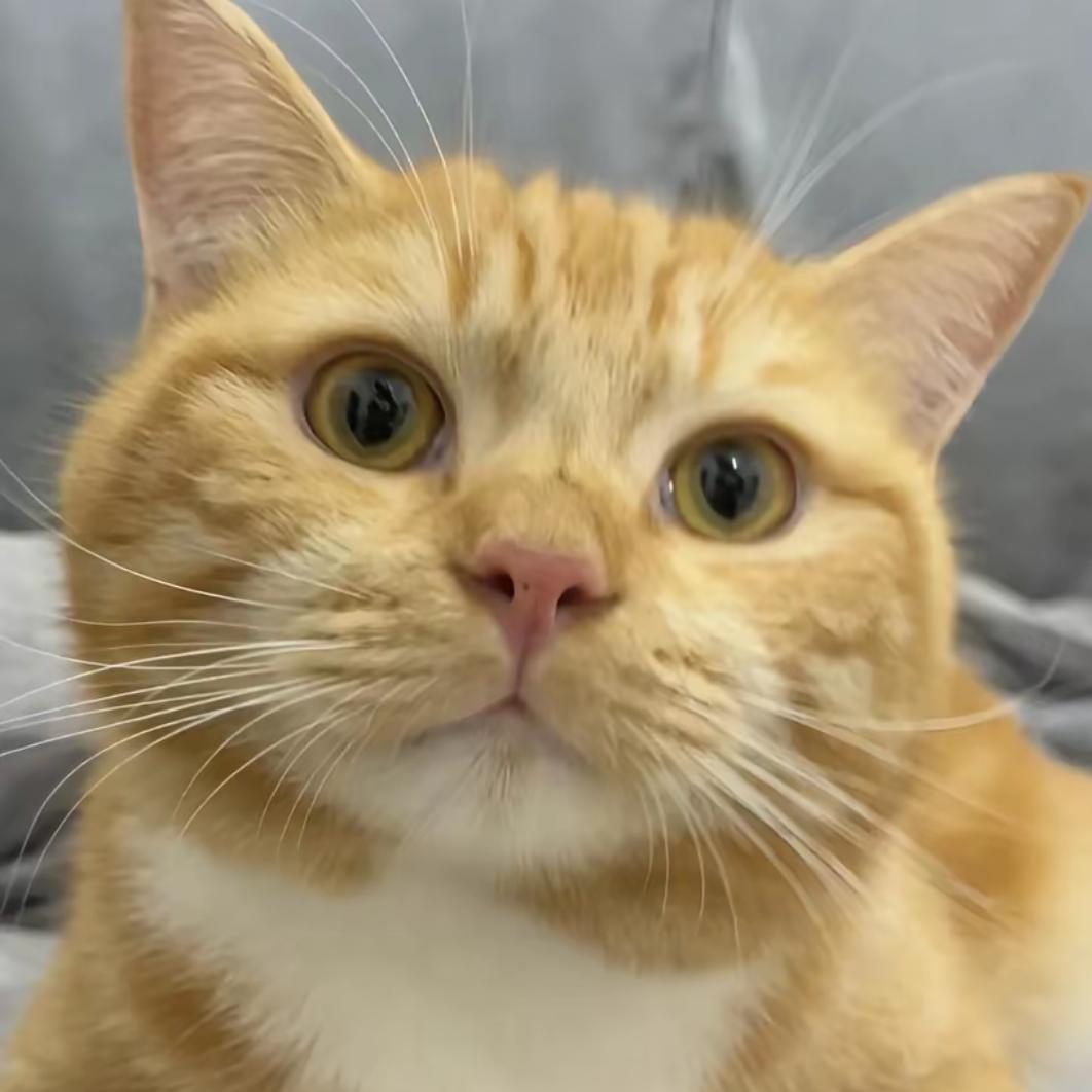AAA橘猫上门捕鼠