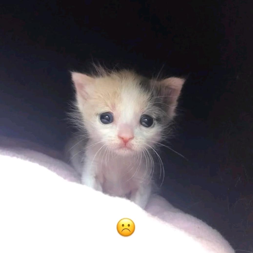 冬酌.🐯头像