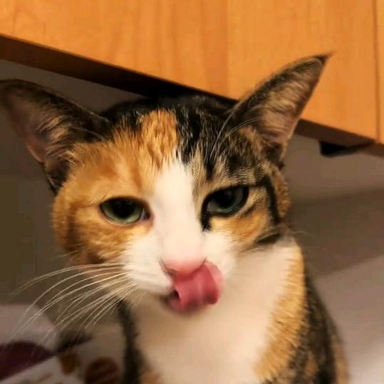女我口苗