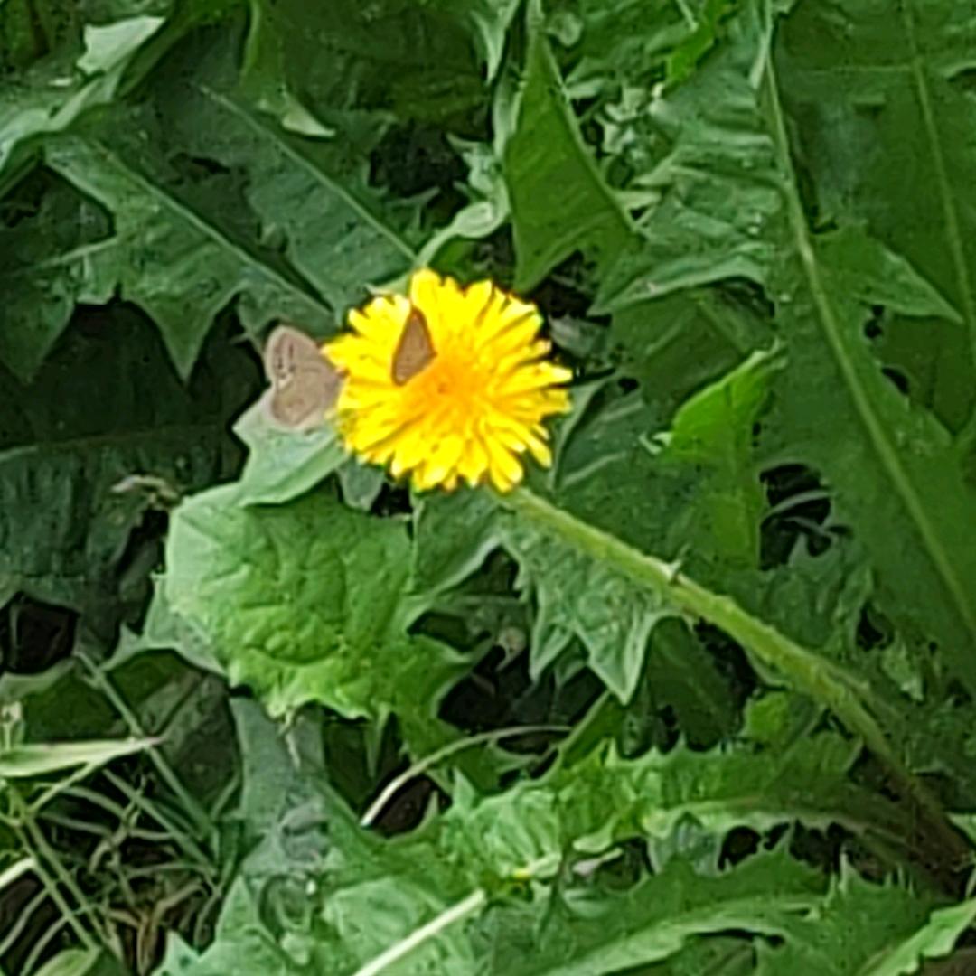 携来飞花去流年