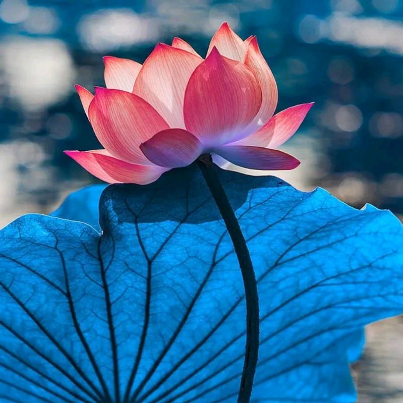 爱跳舞的宋奶奶