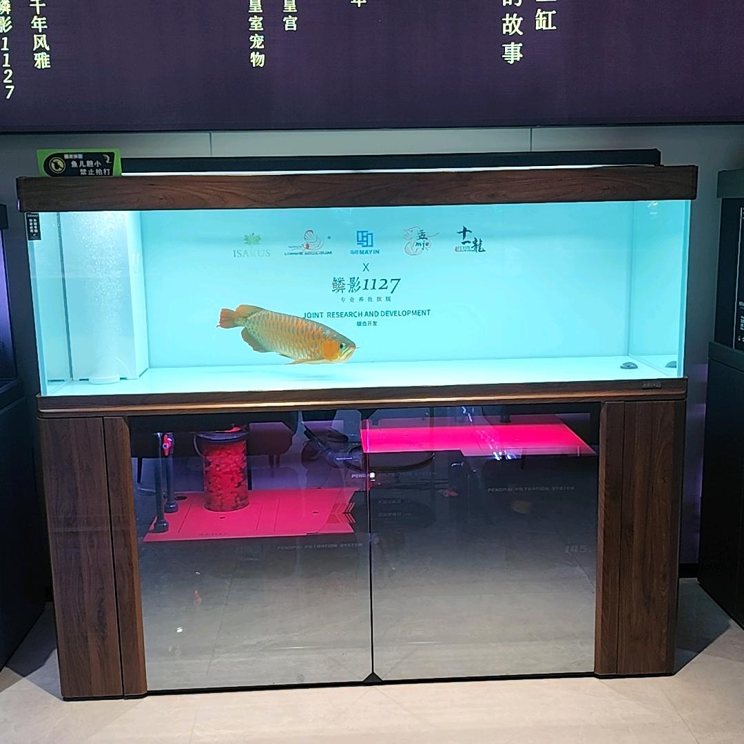 天津曹庄花卉睿美水族鱼缸溪流缸养鱼小杨
